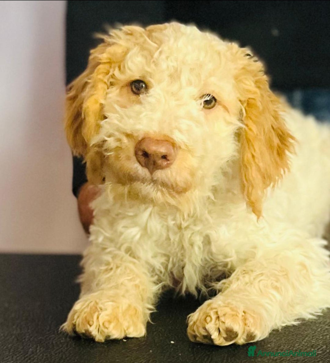 Lagotto cani Cucciolo Lagotto Pedigree Roi - Annuncio 1