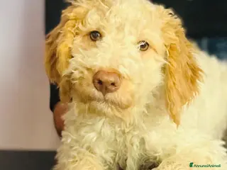 Lagotto cani Cucciolo Lagotto Pedigree Roi - Annuncio 1