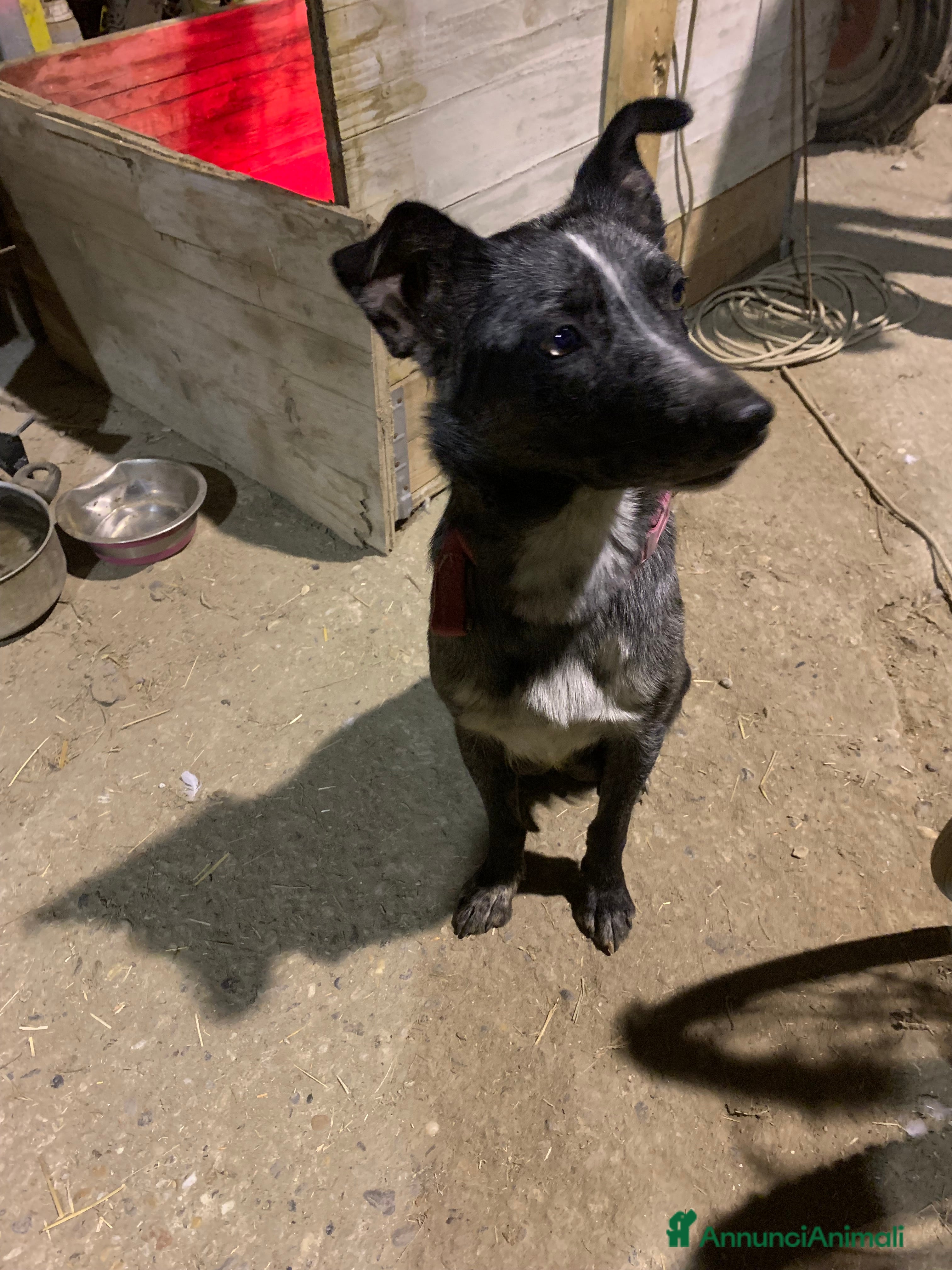 Bearded Collie cani cuccioli border  - Annuncio 1