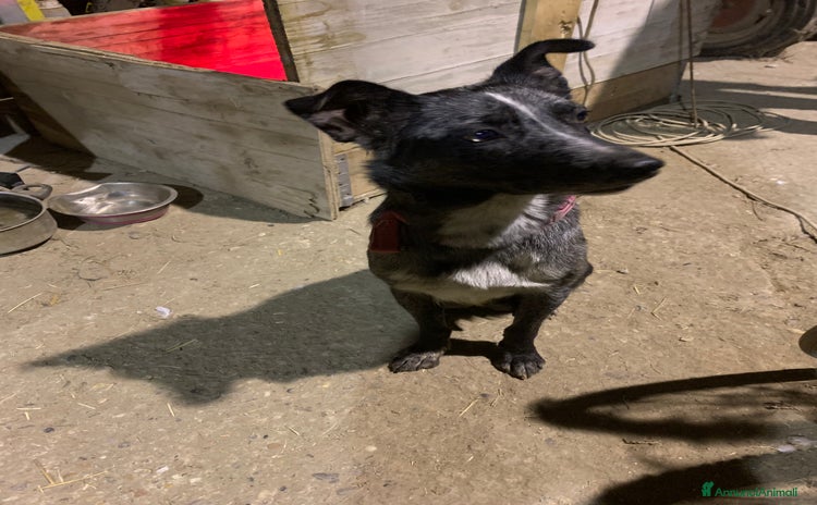 Bearded Collie cani - Annuncio 1