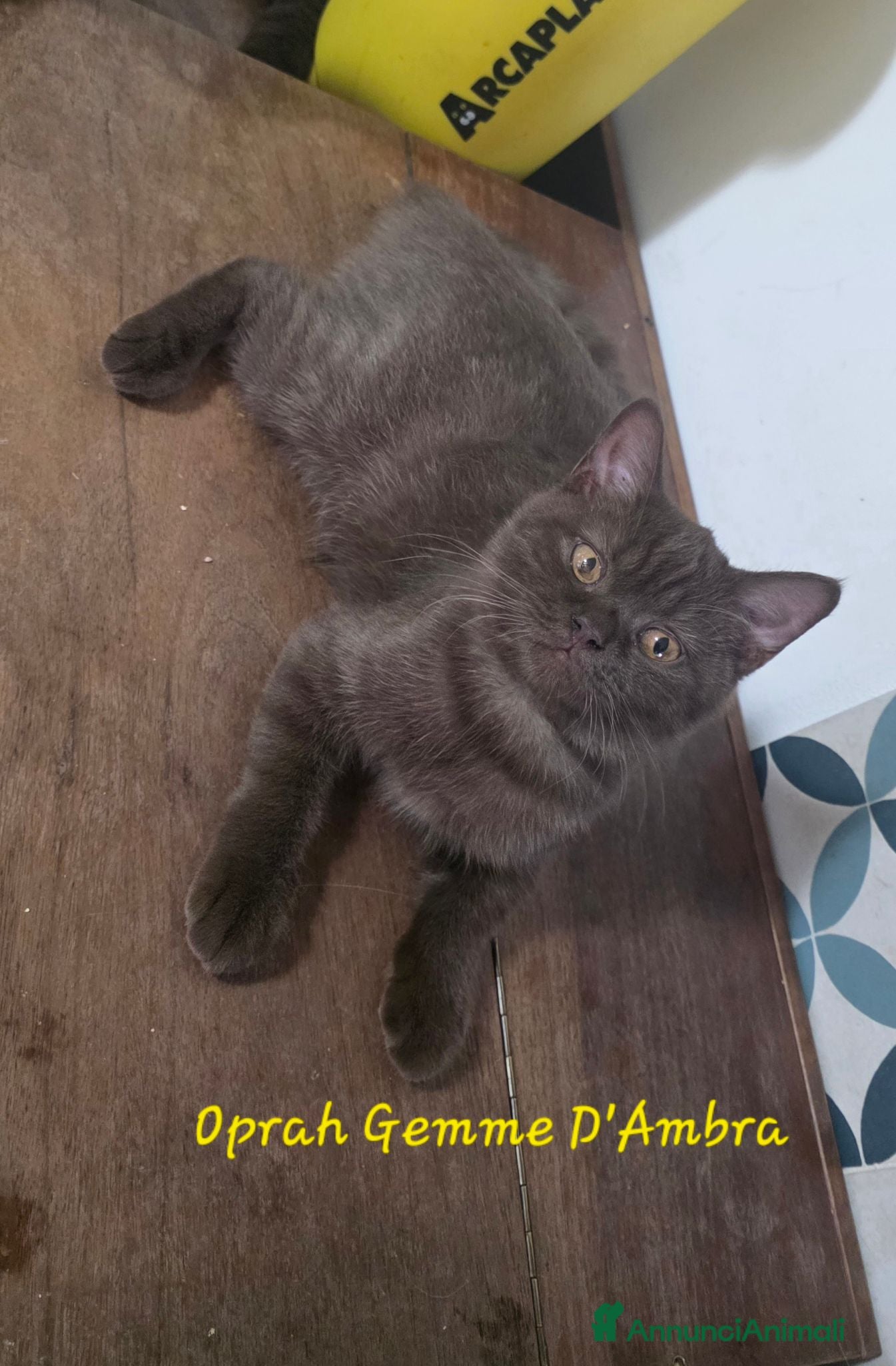 British gatti Femmina british shorthair chocolate  - Annuncio 2