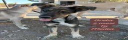 Meticcio cani in regalo: Cuccioli, non hanno chiesto di nascere  a Provincia di Brescia - Annuncio 9