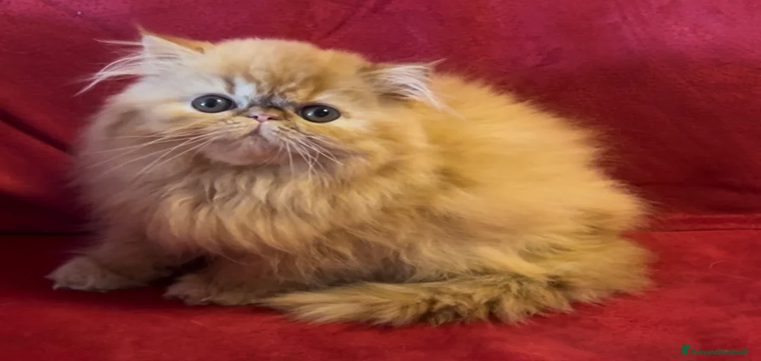 Immagine della galleria {{count}}