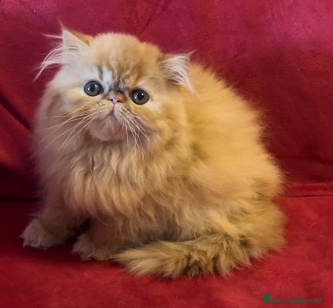 Immagine della galleria {{count}}