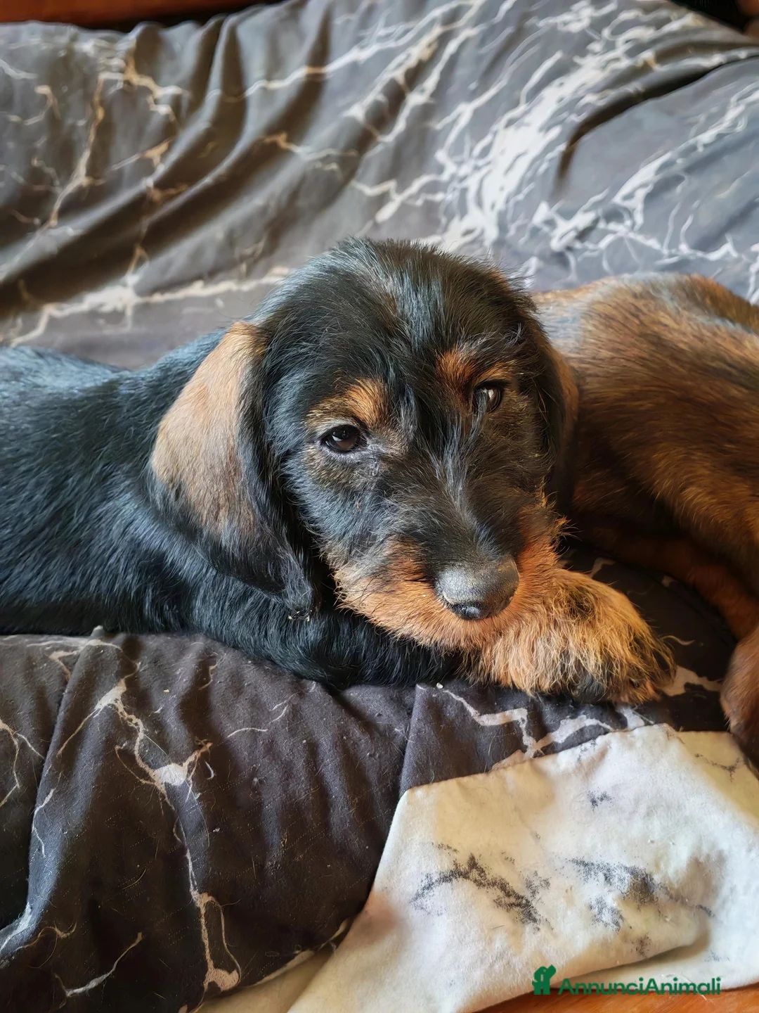 Bassotto cani in vendita: Bassotto pelo duro - Annuncio 2