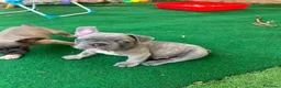 Bulldog Francese cani in vendita: Cuccioli bulldog francese esotici  a Libero consorzio comunale di Siracusa - Annuncio 11