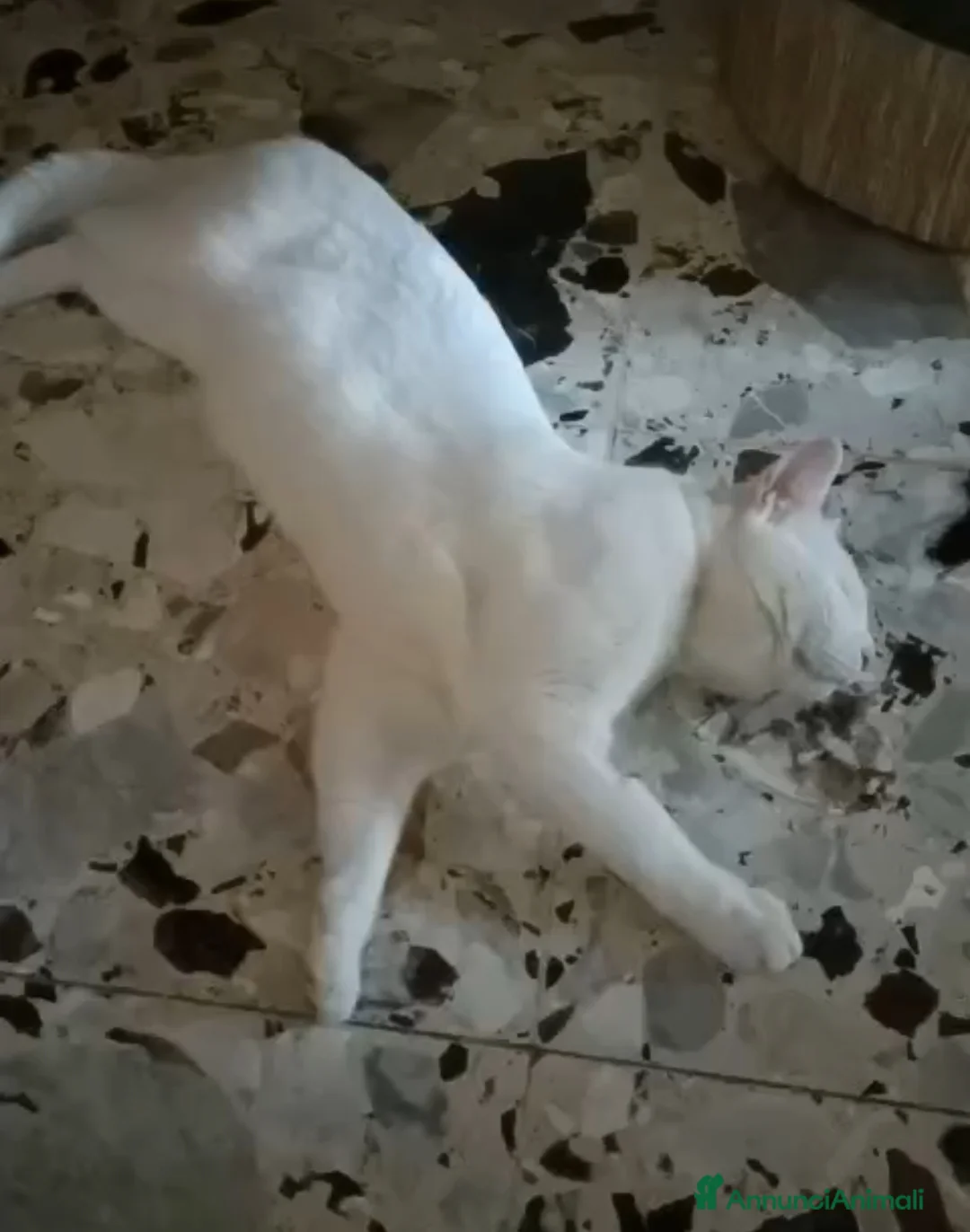 Meticcio gatti in regalo: GATTO BIANCO - Annuncio 2