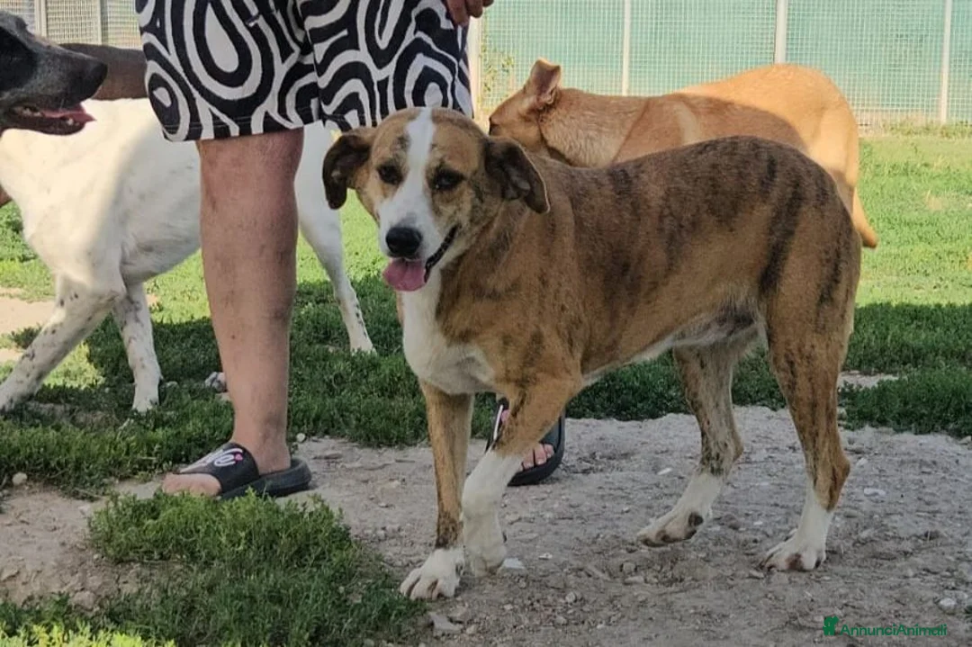 Meticcio cani in regalo: Lea: dolcissima e socievole con tutti  - Annuncio 2