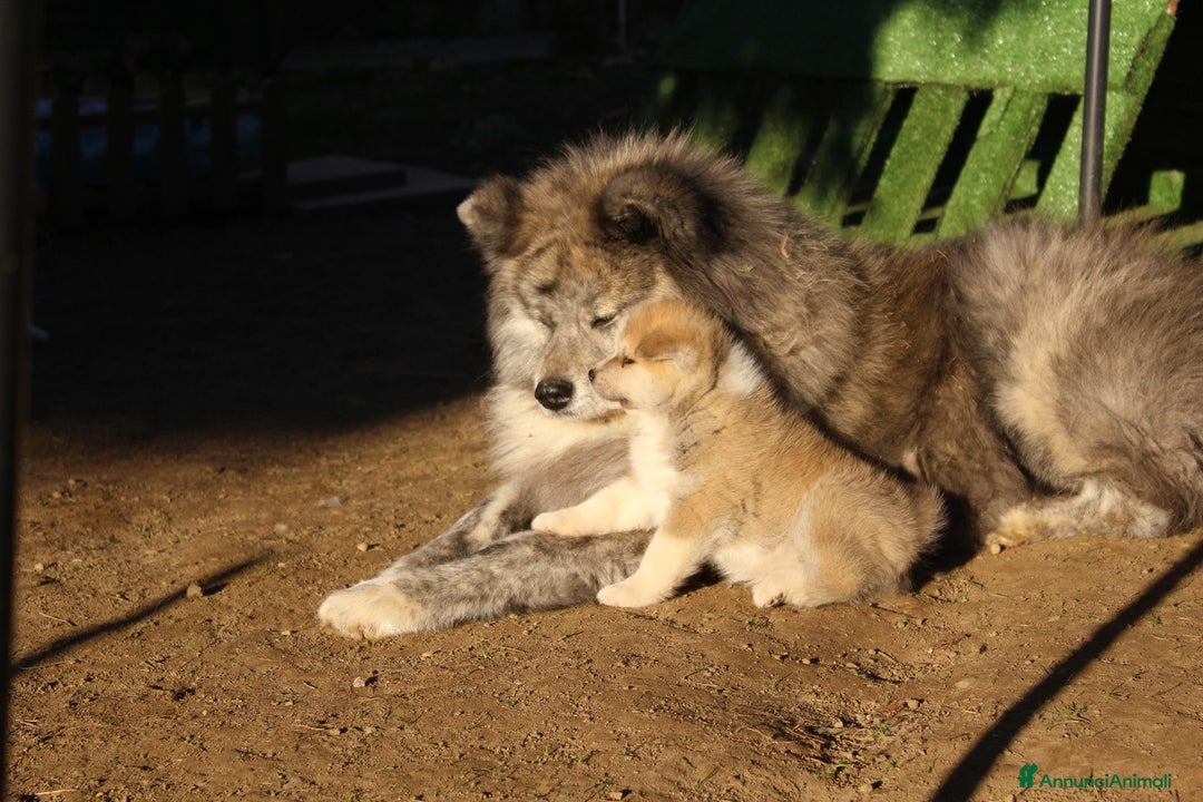 Akita Inu cani in vendita: CUCCIOLI AKITA INU  a Province of Monza and Brianza - Annuncio 10