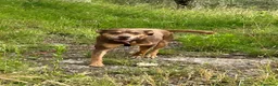 Meticcio cani in regalo: Everel: 12 anni, equilibrato e socievole  - Annuncio 5