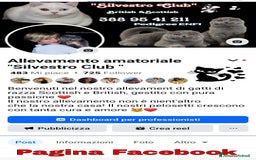 Scottish gatti in vendita: Scottish Fold/Straight  e British  a Città Metropolitana di Torino - Immagine 8