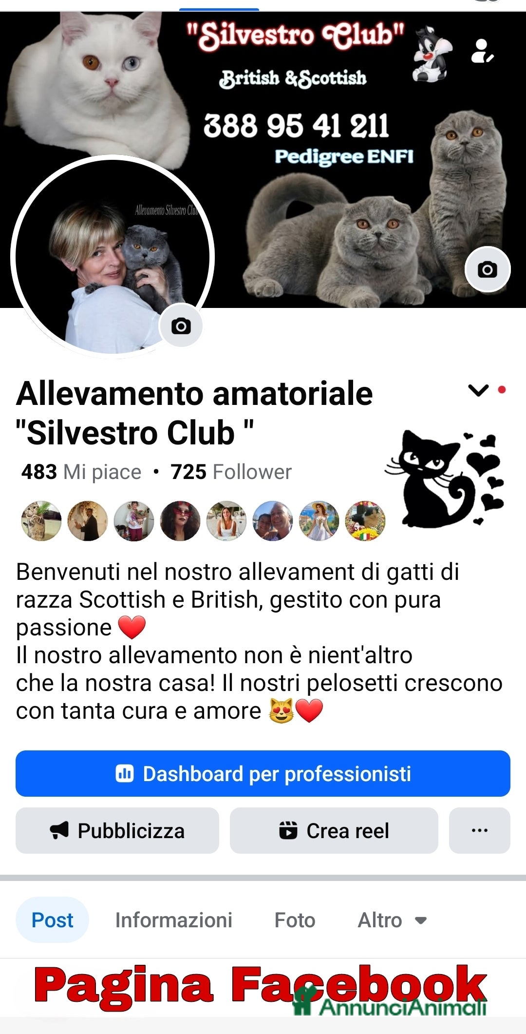 Scottish gatti in vendita: Scottish Fold/Straight  e British  a Città Metropolitana di Torino - Immagine 8
