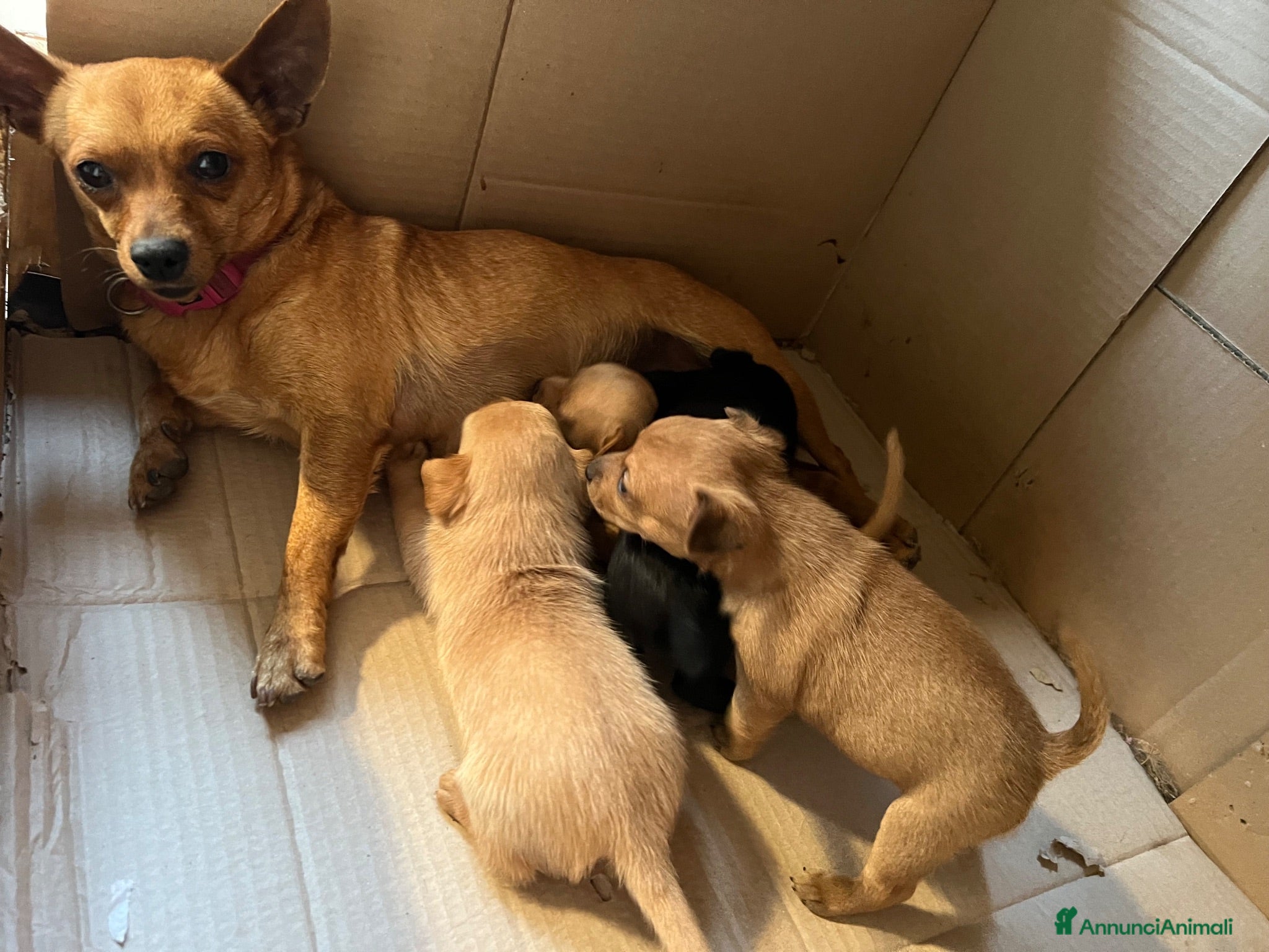 Pinscher Tedesco cani Pincher-chihuahua pelo lungo M F - Annuncio 16