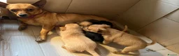 Pinscher Tedesco cani in vendita: Pincher-chihuahua pelo lungo M F a Città metropolitana di Reggio Calabria - Annuncio 1