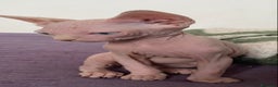 Sphynx gatti in vendita: Gatto nudo sphynx - Annuncio 4
