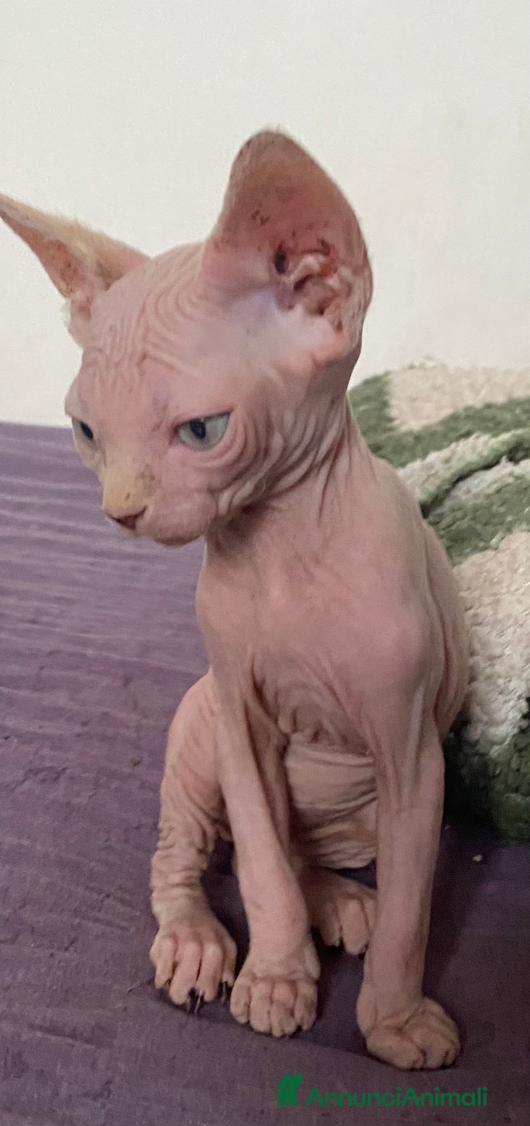 Sphynx gatti in vendita: Gatto nudo sphynx - Annuncio 4