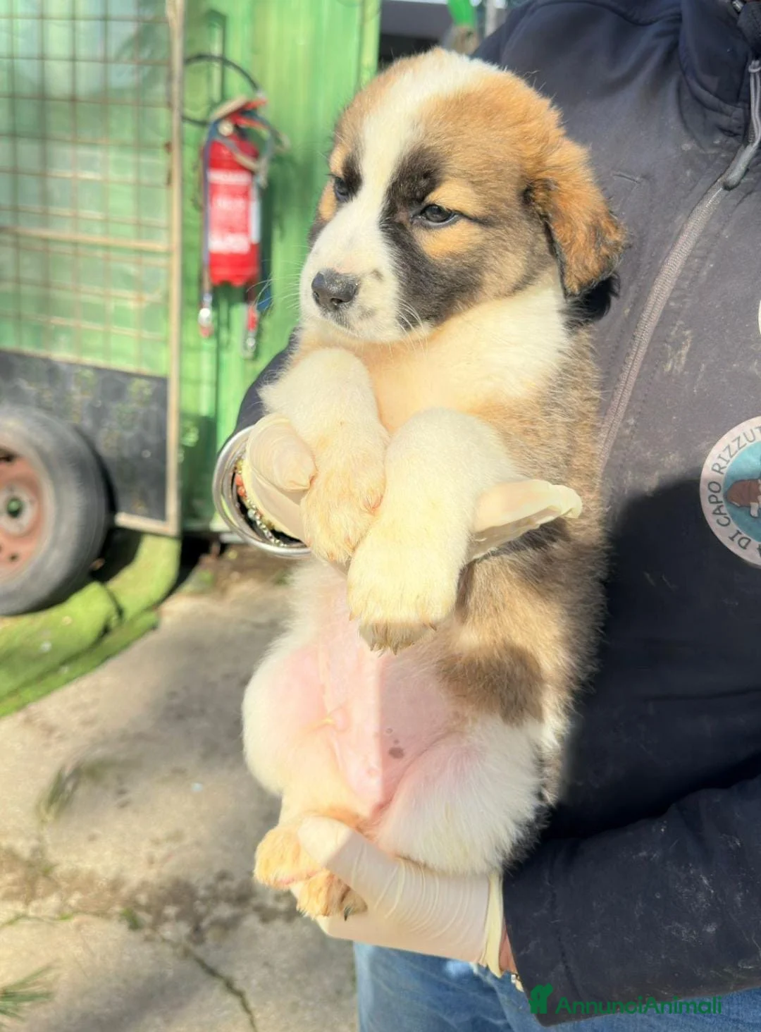 Meticcio cani in regalo: NOCE💙-cucciolo futura taglia media cerca casa 🏡  - Annuncio 4