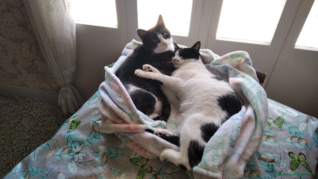 Europeo gatti in regalo: Micha e Rainbow hanno bisogno di una nuova casa! - Annuncio 1