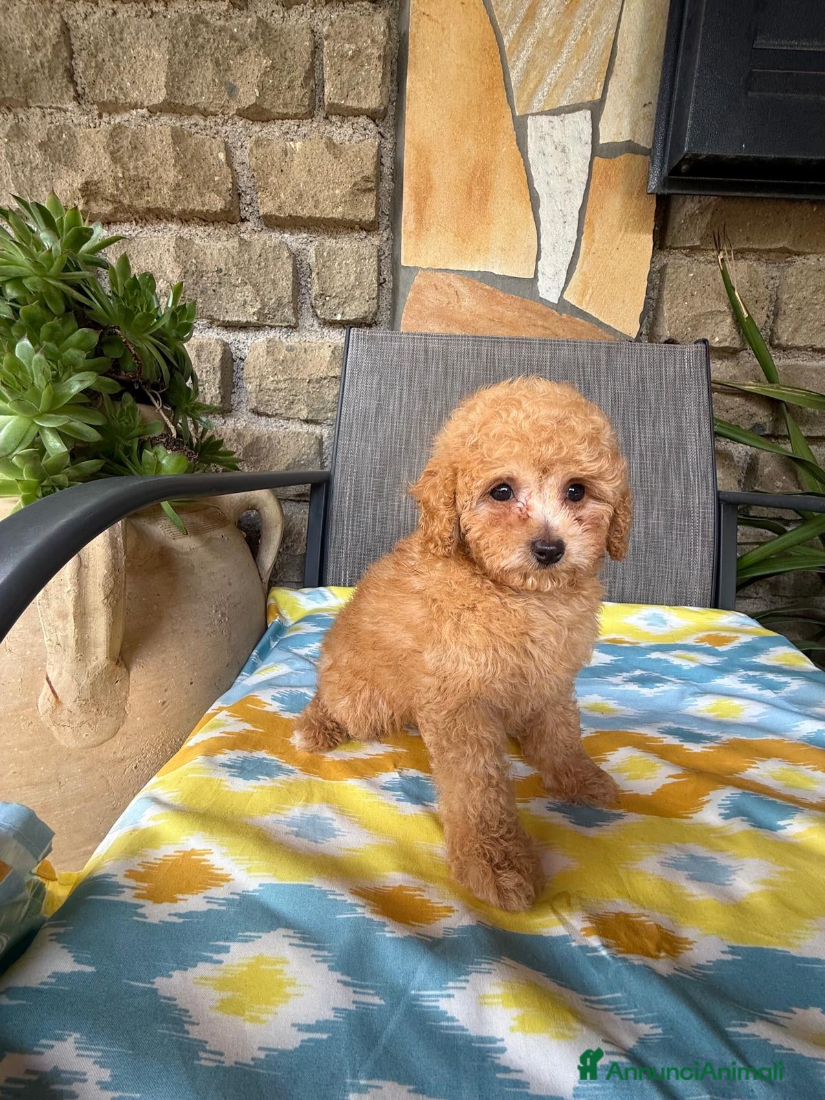 Barboncino Toy cani in vendita: Baroncini toy  - Annuncio 1