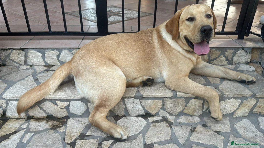 Immagine della galleria {{count}}