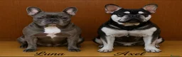 Bulldog Francese cani in vendita: Femminuccia di bulldog francese - Annuncio 2