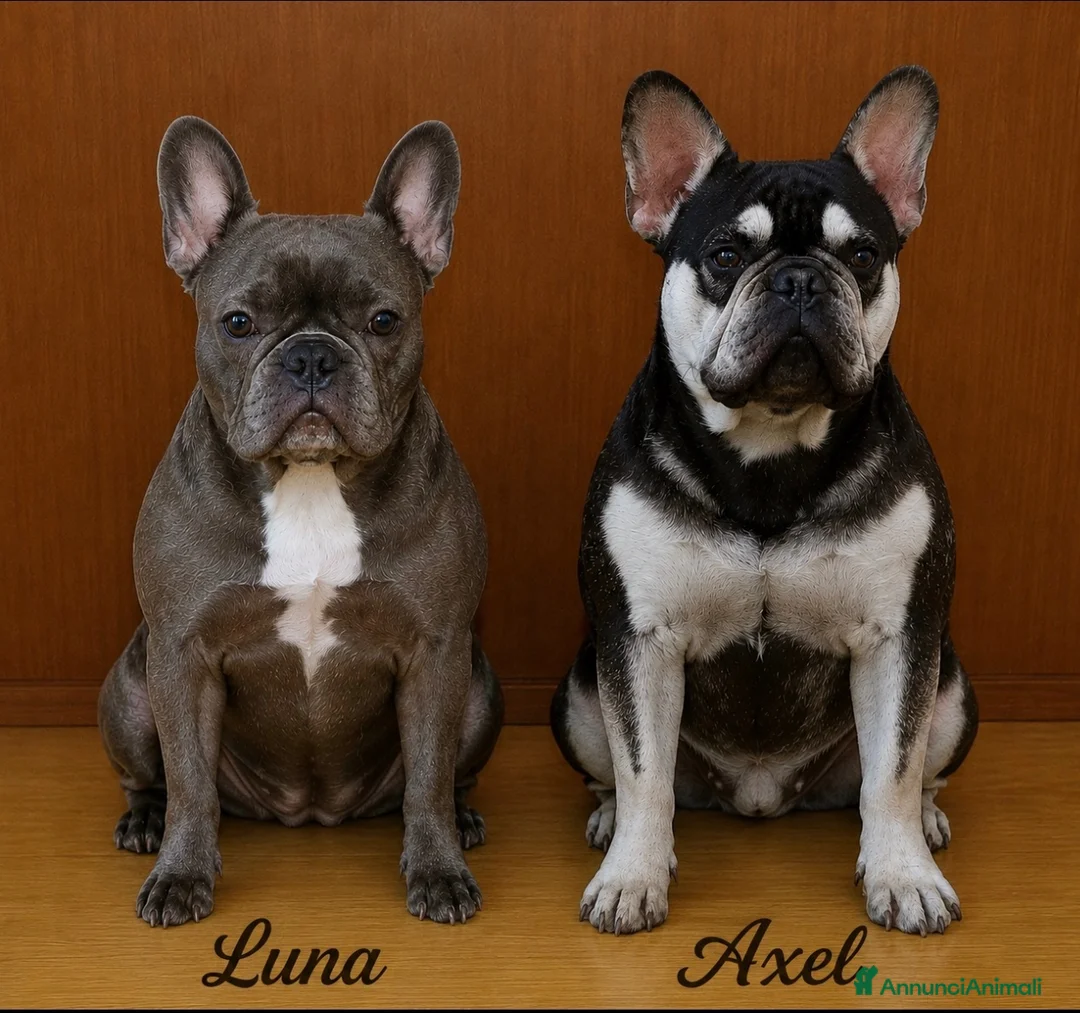 Bulldog Francese cani in vendita: Femminuccia di bulldog francese - Annuncio 2