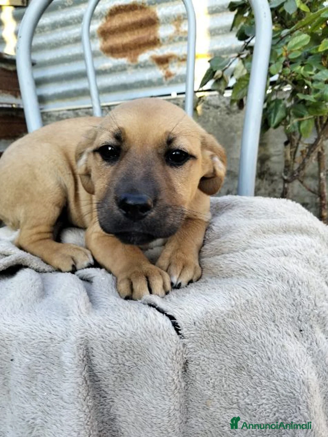 Meticcio cani in regalo: BRUNA  cucciola superbella - Annuncio 5