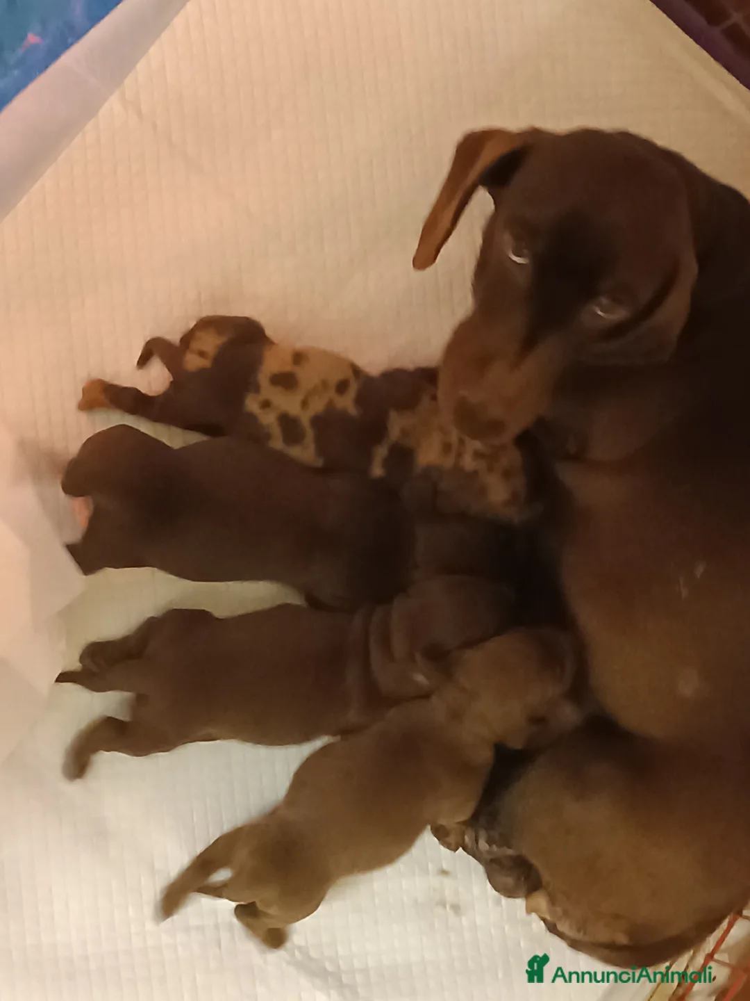 Bassotto cani in vendita: Bassotto con Pedigree Enci.  - Annuncio 6