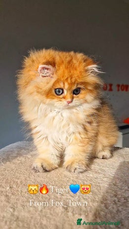 British gatti - Annuncio 3