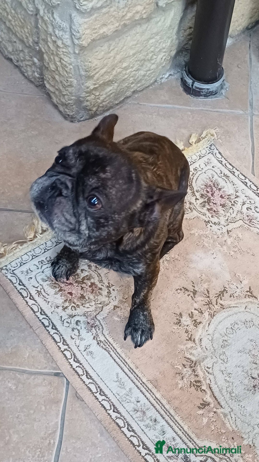 Bulldog Francese cani in regalo: King tenerissimo bulldog francese - Annuncio 11