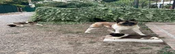 Akita Americano cani in vendita: Cucciolo Akita Americano  a Provincia di Modena - Annuncio 2