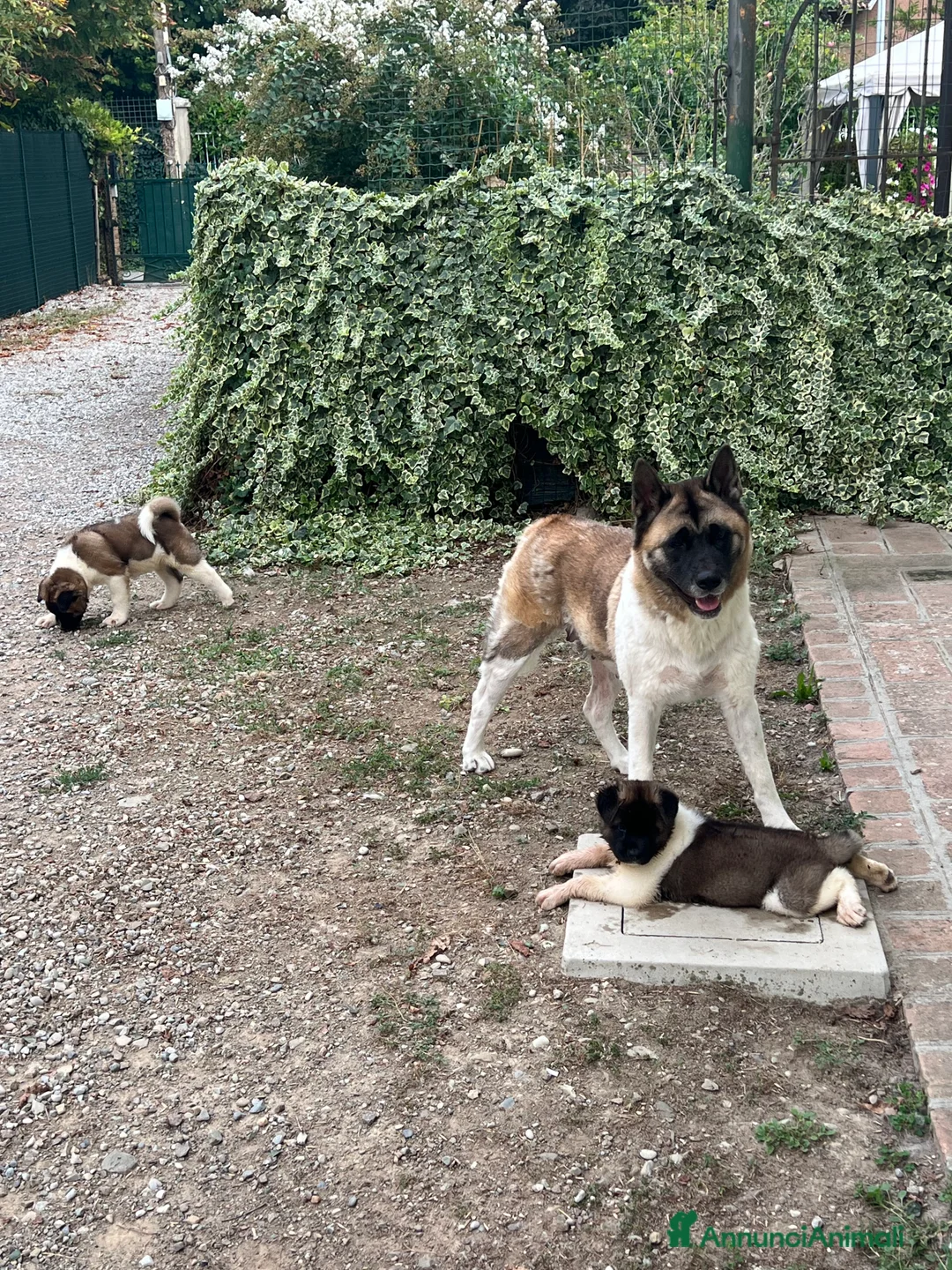 Akita Americano cani in vendita: Cucciolo Akita Americano  a Provincia di Modena - Annuncio 2