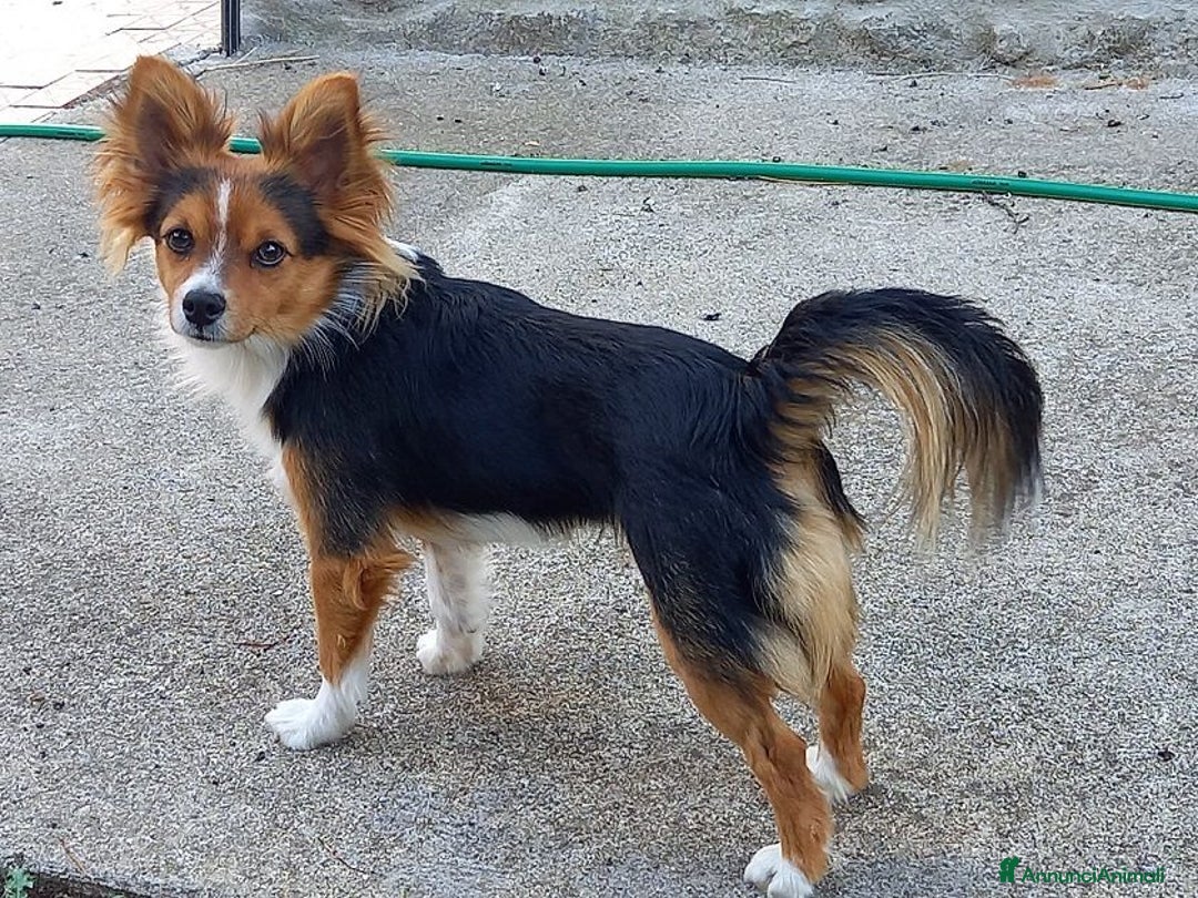 Meticcio cani in regalo: CHARLIE piccoletto in cerca di casa - Annuncio 1
