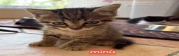 Meticcio gatti in regalo: Gattini - Annuncio 1