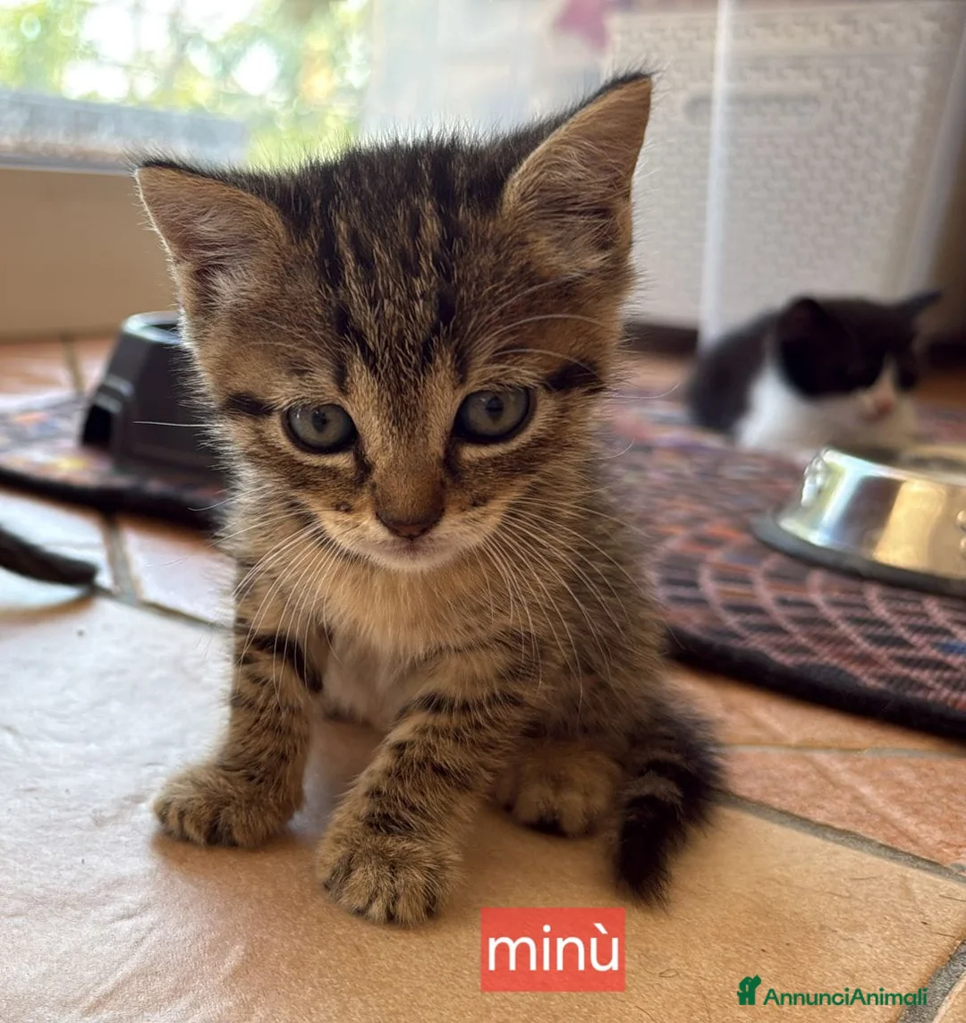Meticcio gatti in regalo: Gattini - Annuncio 1