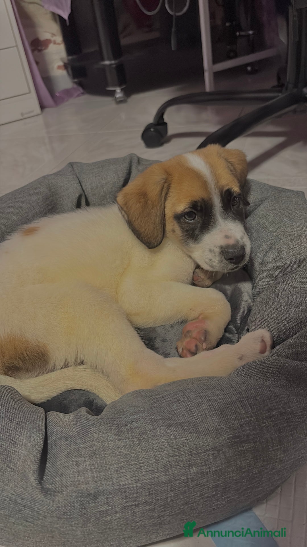 Meticcio cani in regalo: meticcio catania  - Annuncio 1