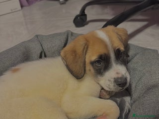 Meticcio cani meticcio catania - Annuncio 8