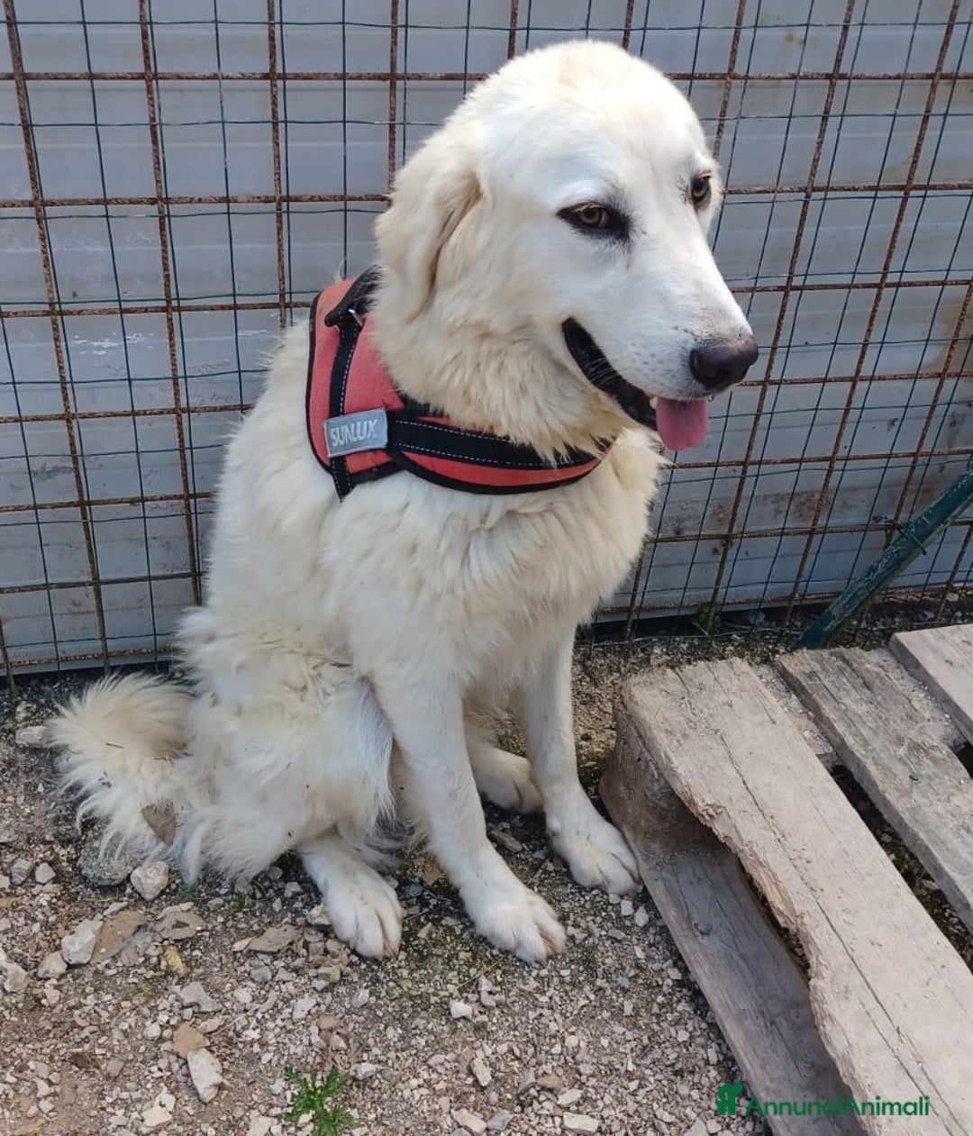 Meticcio cani in regalo: LA DOLCEZZA DI LUCKY1010 - Annuncio 2