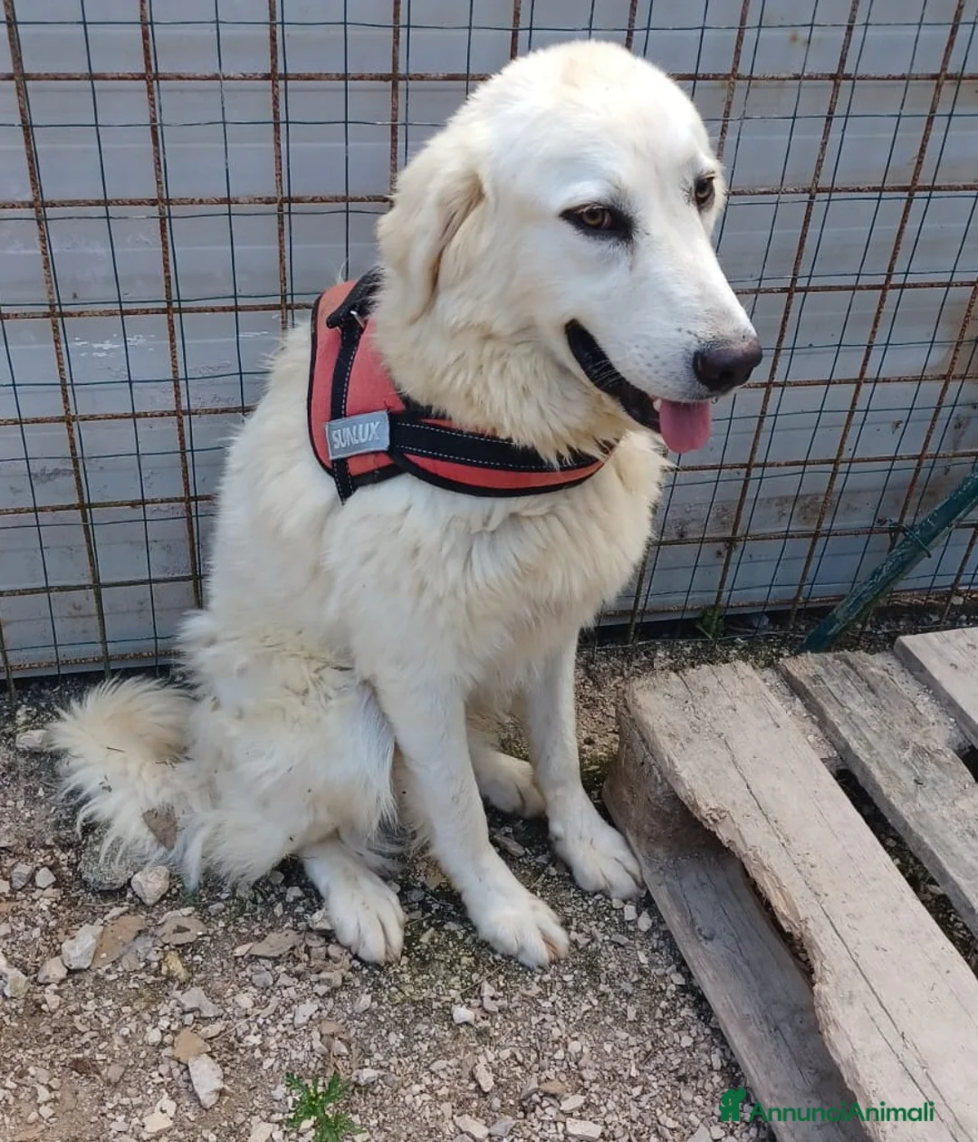 Meticcio cani in regalo: LA DOLCEZZA DI LUCKY1010 - Annuncio 2