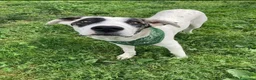 Meticcio cani in regalo: Giove dolcissimo cucciolo a Lecco a Provincia di Lecco - Annuncio 4