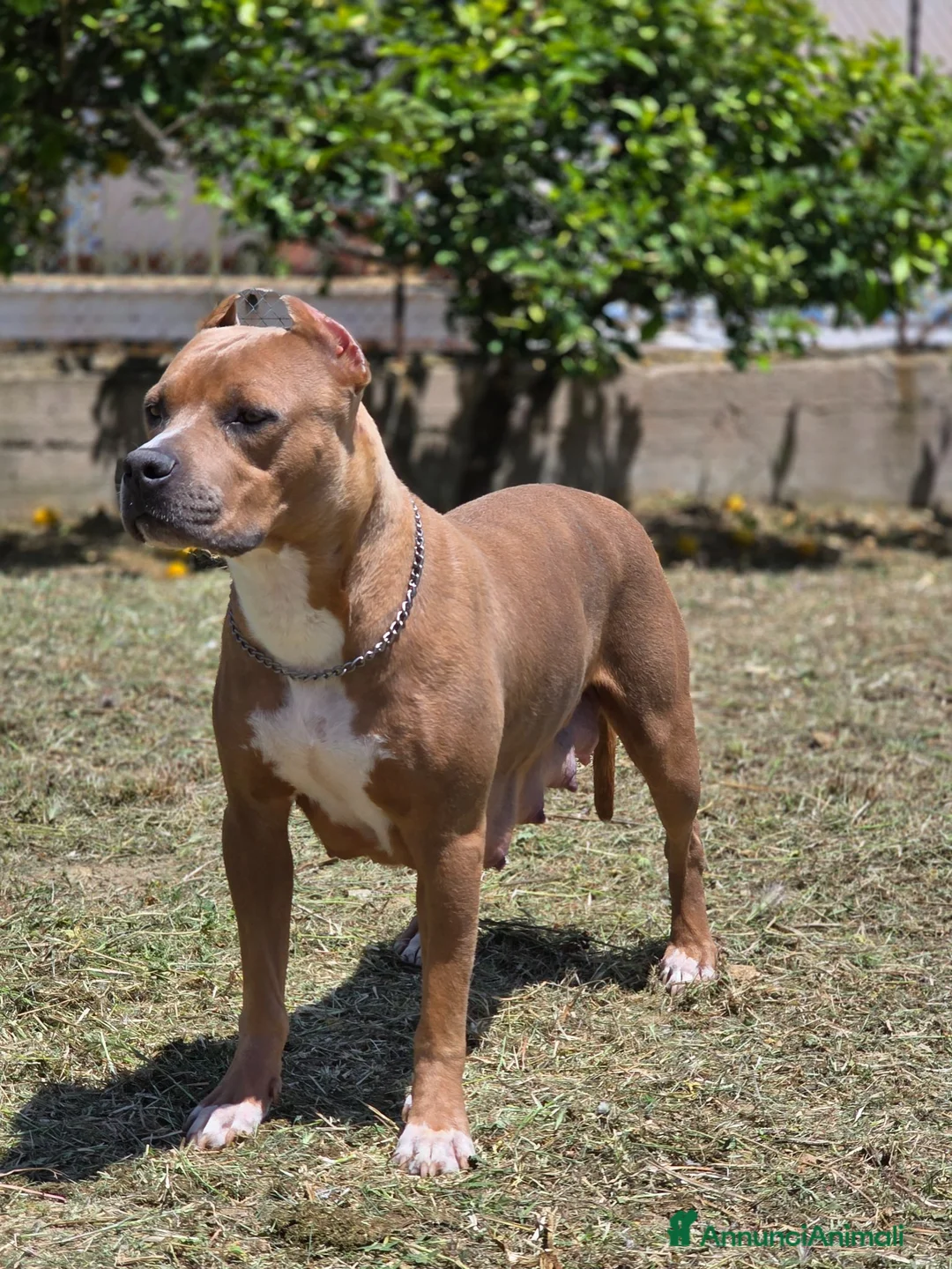 Pitbull cani in vendita: American pitbull terrier ukc - Annuncio 1