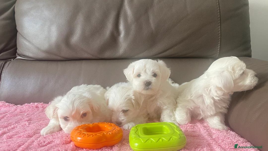 Maltese cani in vendita: Cuccioli di maltese - Annuncio 4