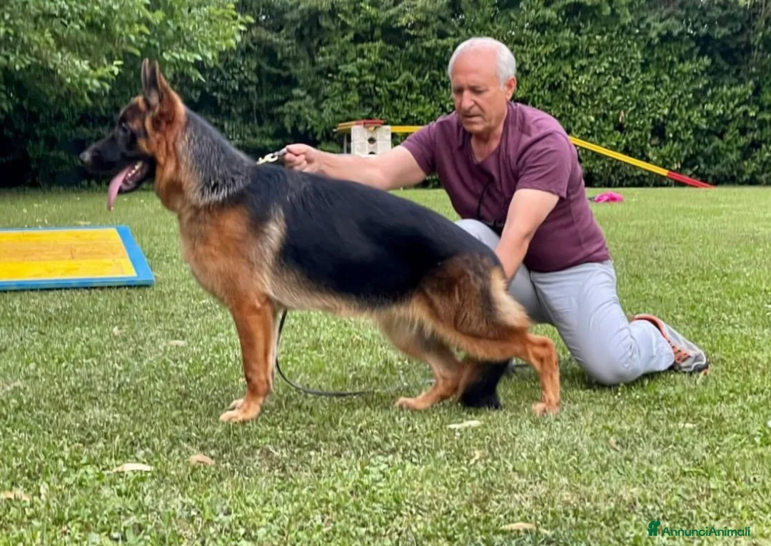 Pastore Tedesco cani in vendita: Cucciolona pastore tedesco  - Annuncio 2