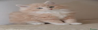 Cucciolo maschio 