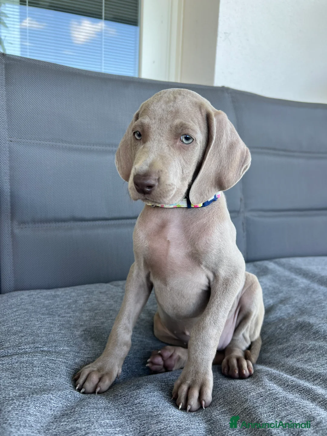 Weimaraner cani in vendita: cuccioli weimaraner grigio argento - Annuncio 5