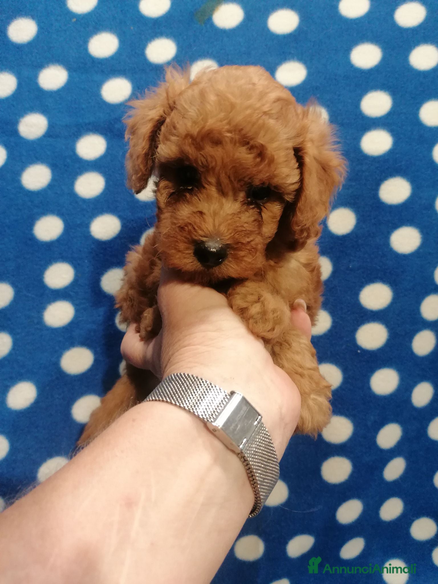 Barboncino Toy cani Barbonicini Toy cuccioli - Annuncio 16