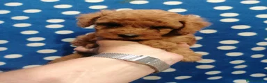 Barboncino Toy 4