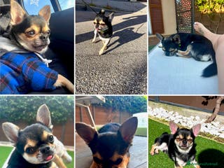 Chihuahua cani Stallone Chihuahua 2anni pelo corto nero per monte a Provincia di Monza e della Brianza - Annuncio 1