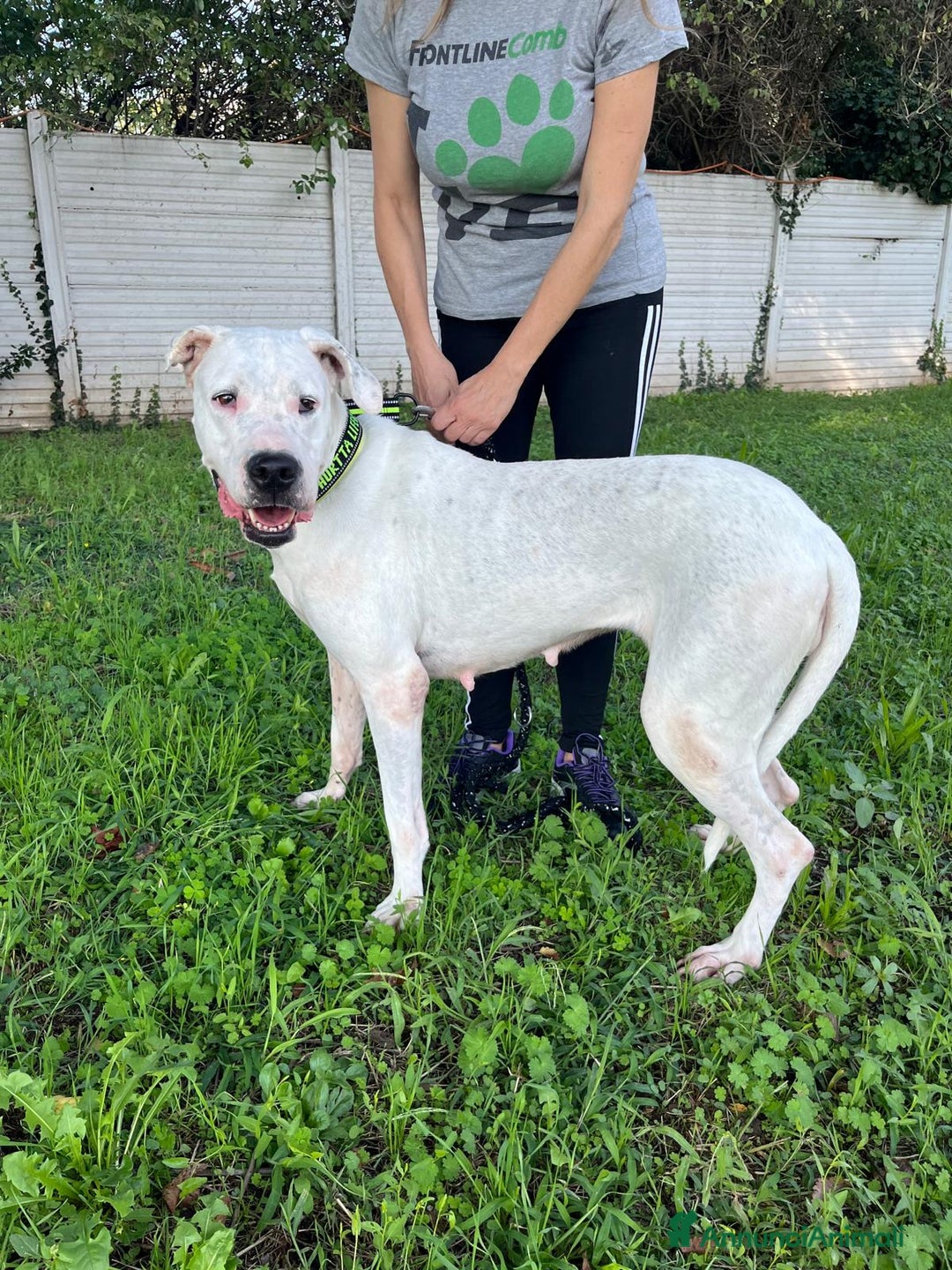 Affenpinscher cani in regalo: LOLA DOGO ARGENTINO - Annuncio 6