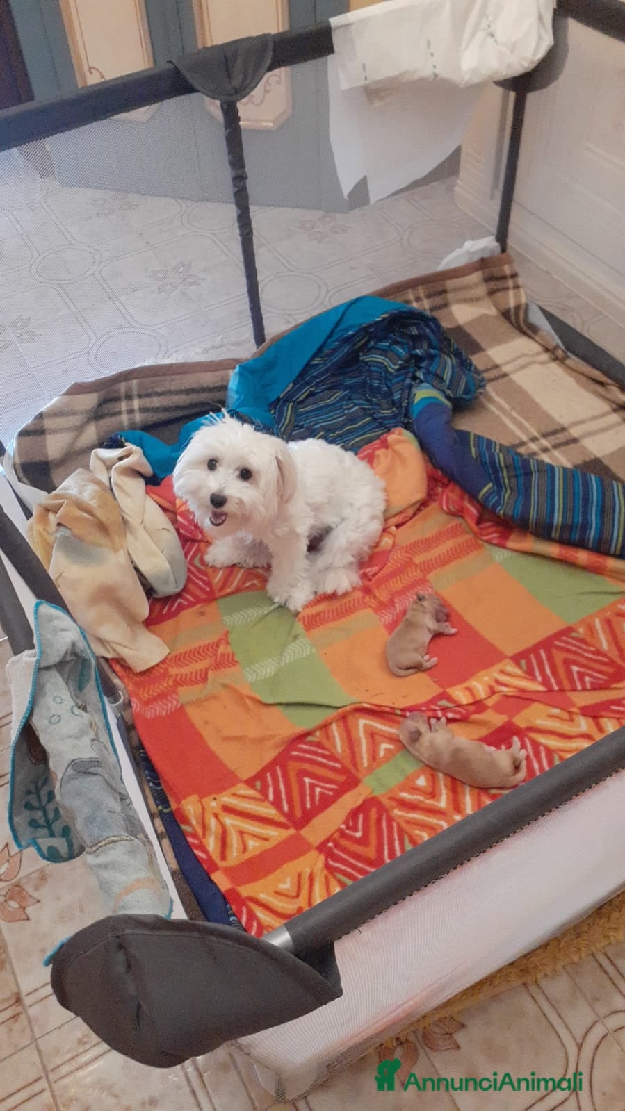 Maltipoo cani Cucciolo Maltipoo - Annuncio 2